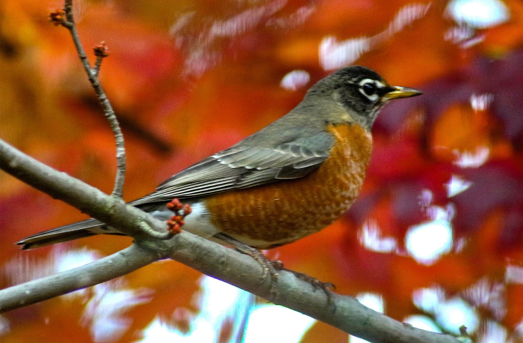 Robin bird