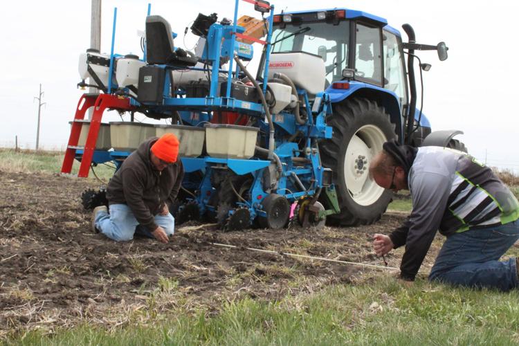 Crop variety trials (30) - Copy.JPG