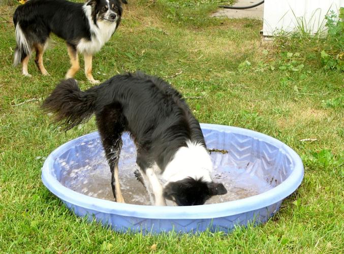 Dog splashes in pool