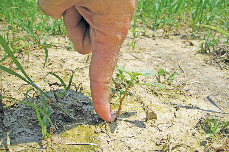 Experts Describe Ways To Optimize Post Emergence Herbicides Crops Agupdate Com