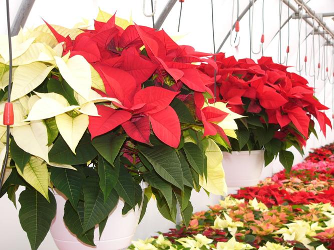 Hanging baskets
