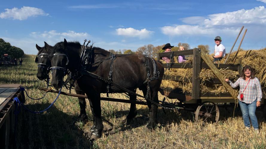 Percherons and grandkids