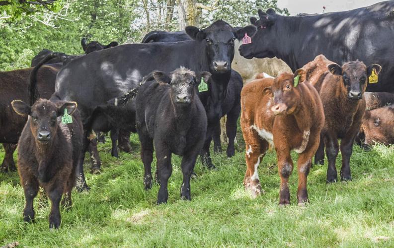 Cows and calves in pasture