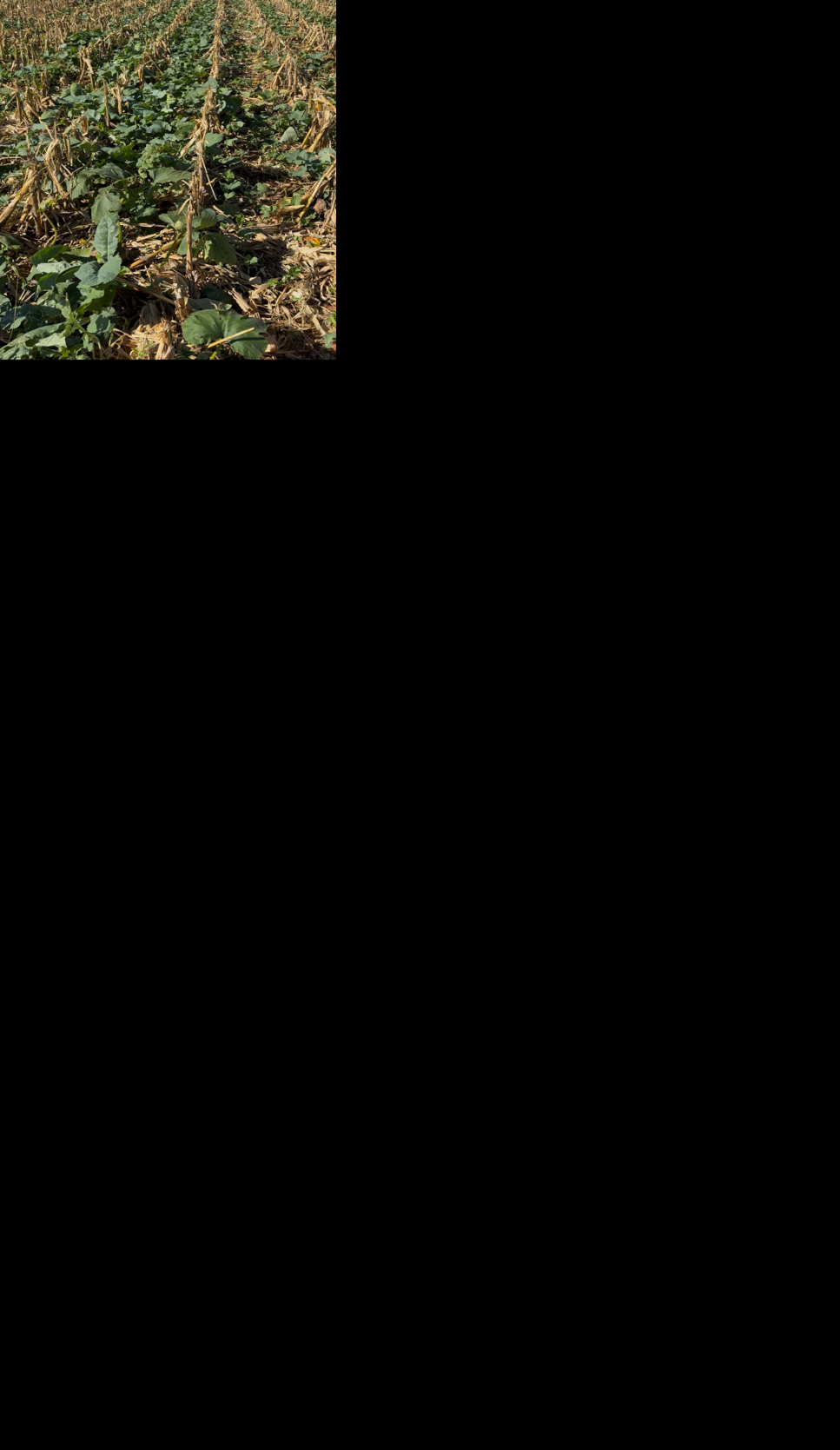 PPR Uldrich 3.PNG