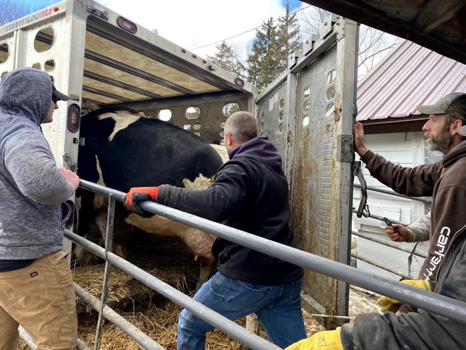 Cow being moved into trailer
