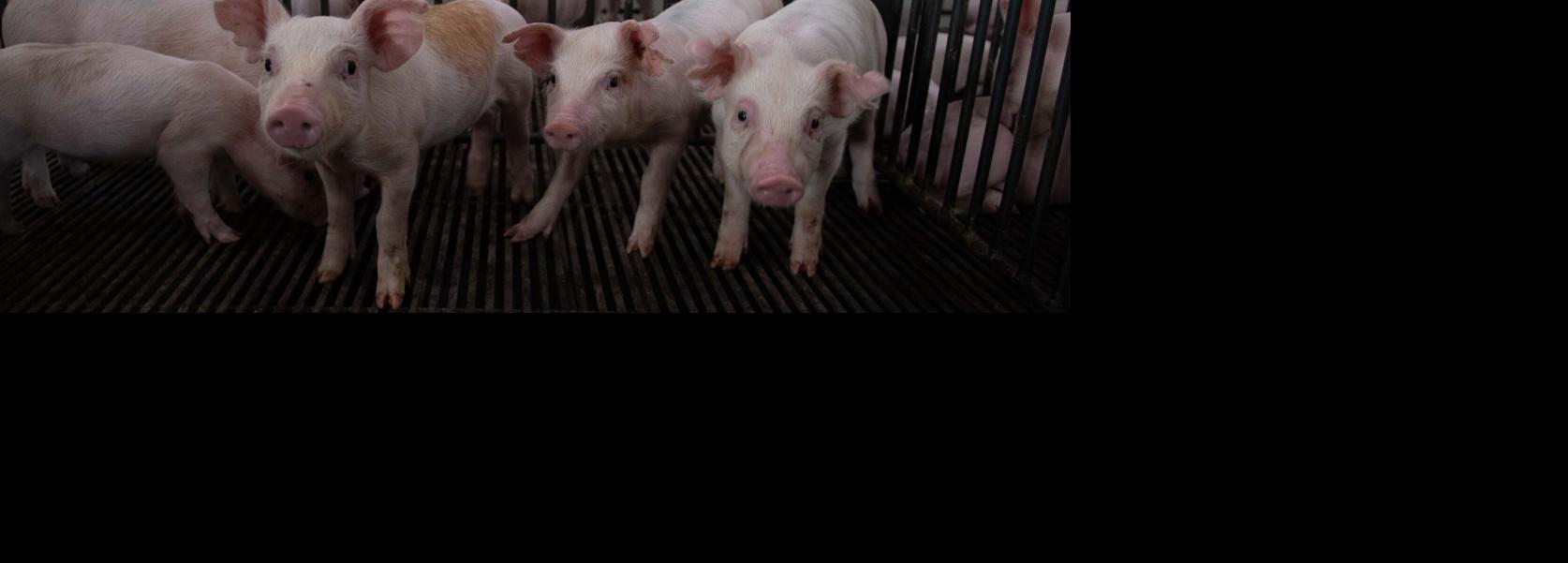 Piglets
