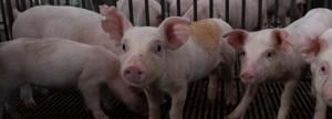 Research digs deeper into soybean meal quality