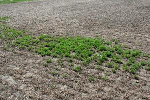Alfalfa field
