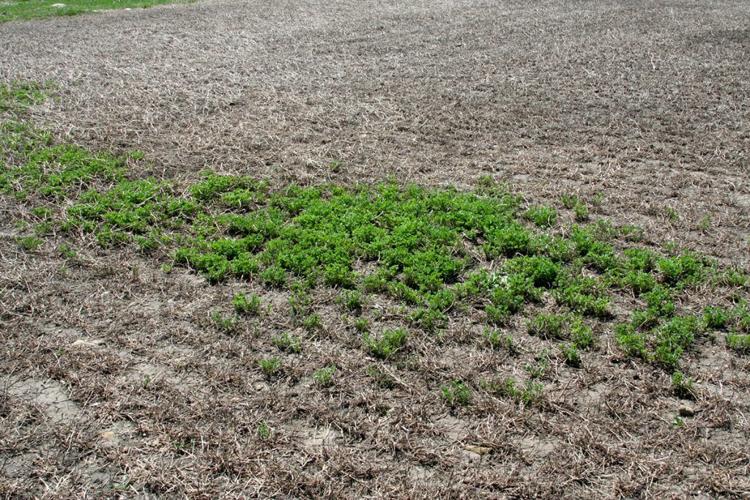 Alfalfa field