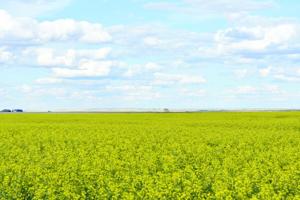Canola market choppy to start spring