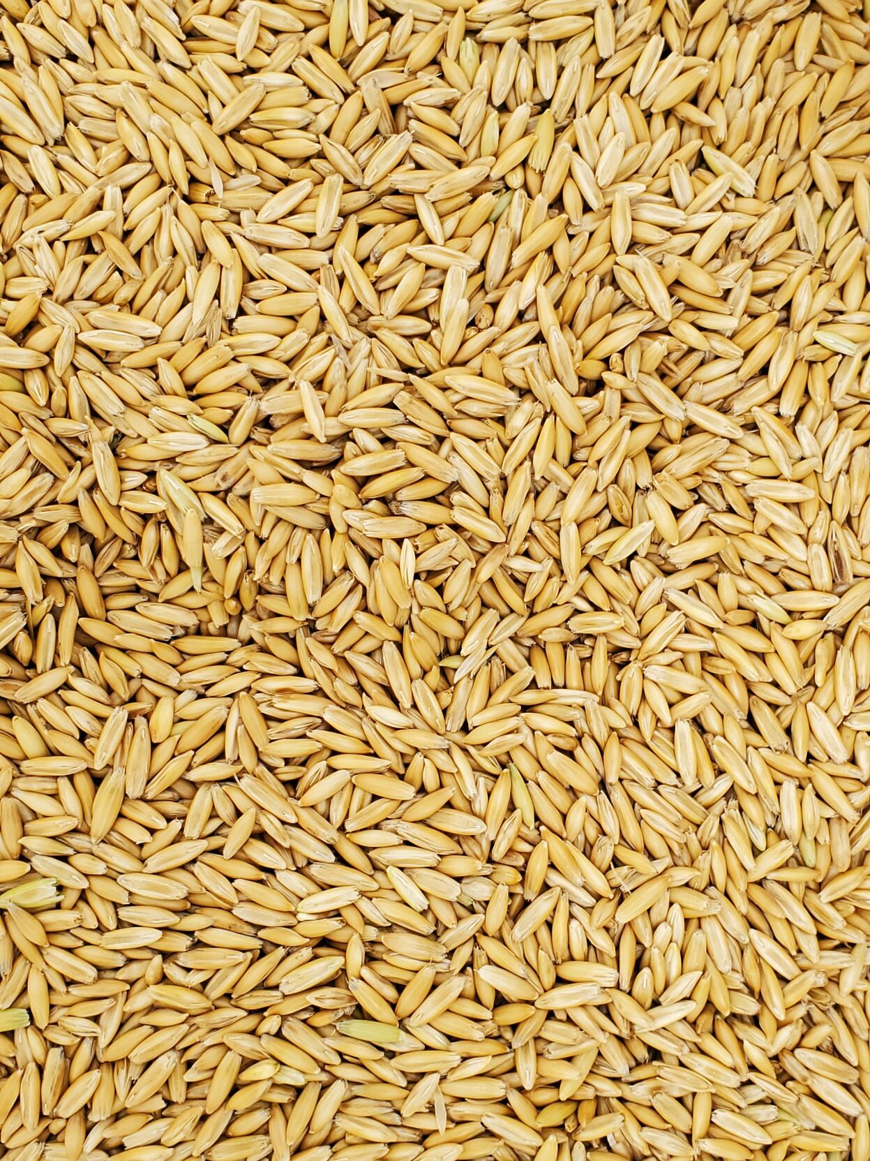 Oats grain