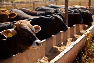 Brazilian beef cattle