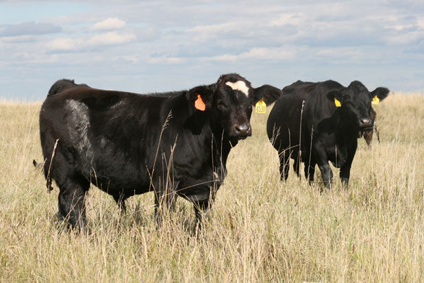 Cattle in pasture