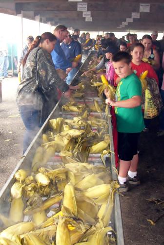 Corn-festival growers pick their cobs