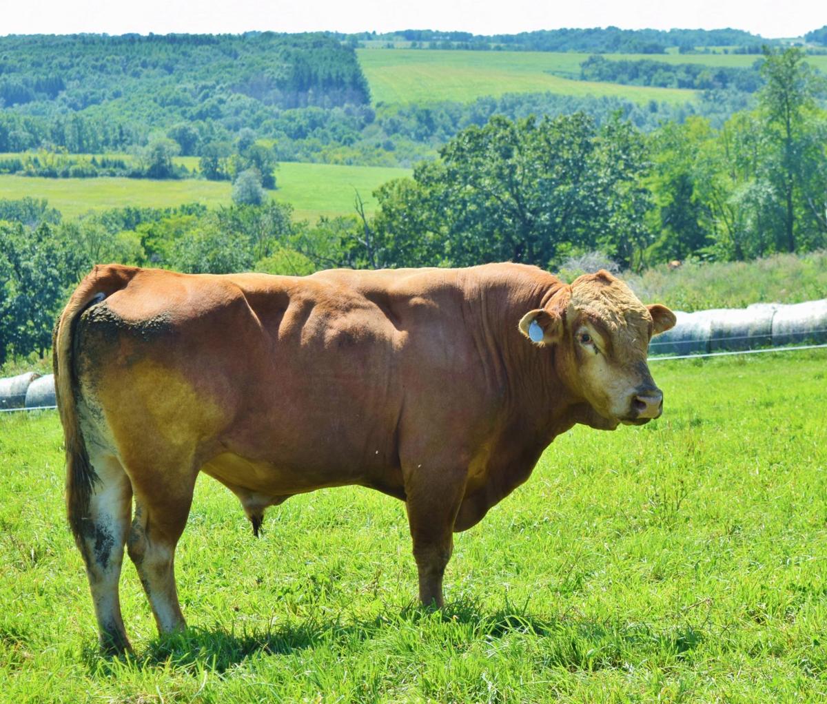 Japanese cattle preserve family legacy Business