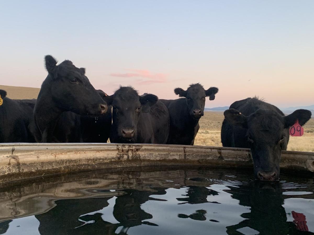 bovine TB