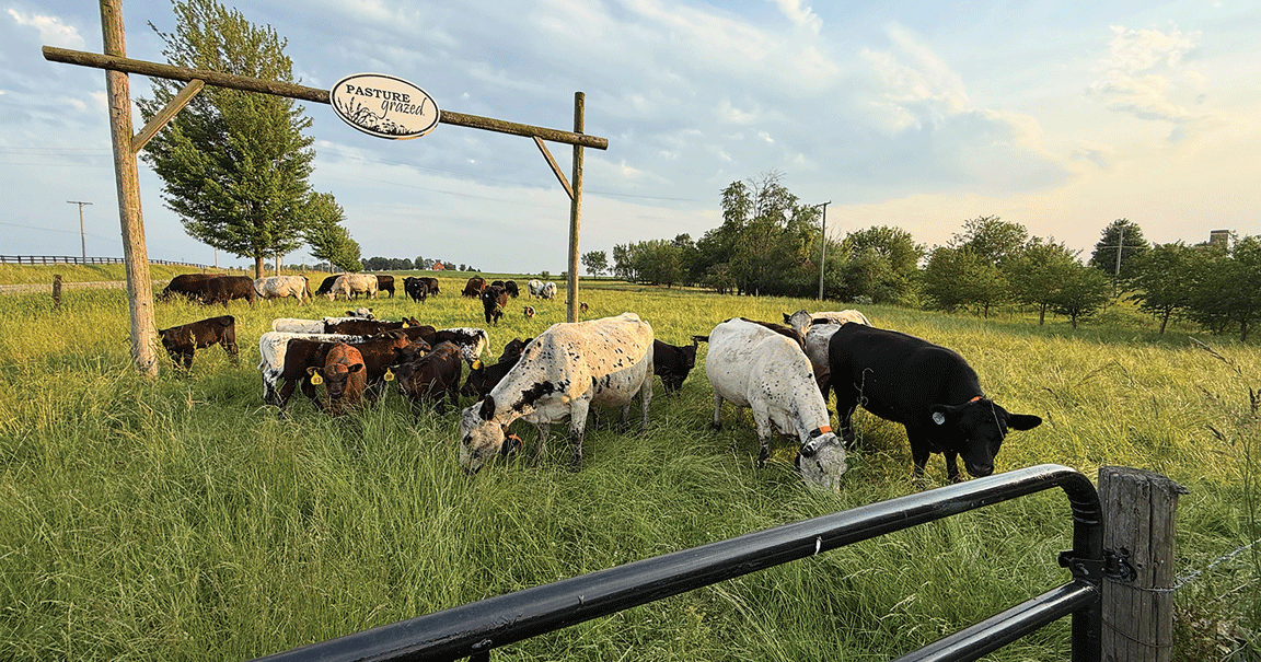 Cattle graze at Pasture Grazed Regenerative Farm