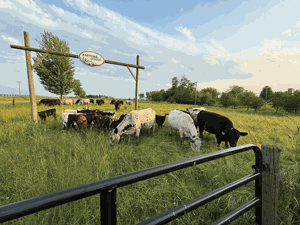 Niche beef producers have choices to make