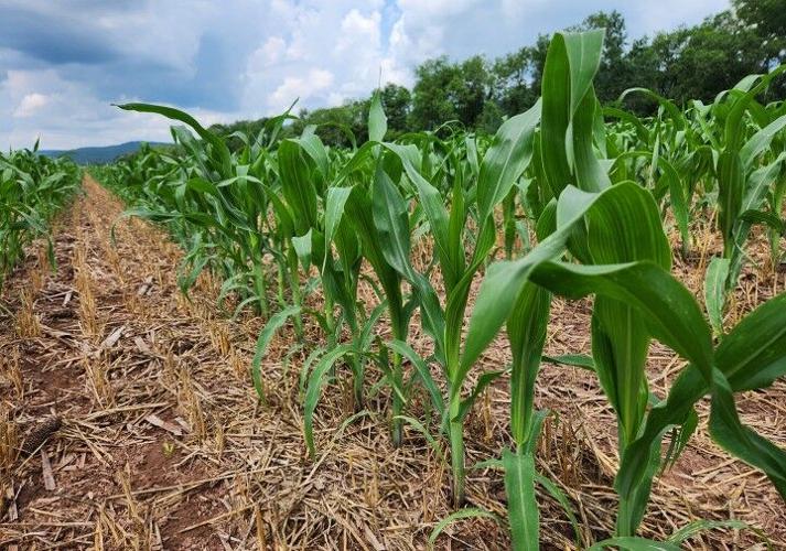 Juvenile corn