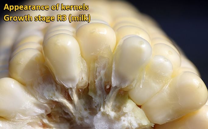 R3 or 'milk' stage in corn