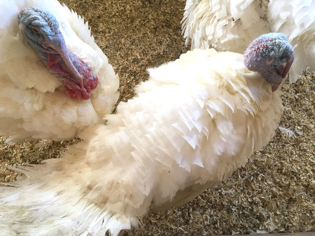White turkeys