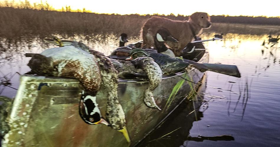 Red with ducks in canoe