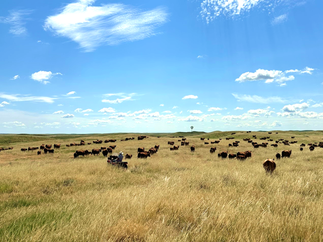 Schuler Leopold Award 3.png