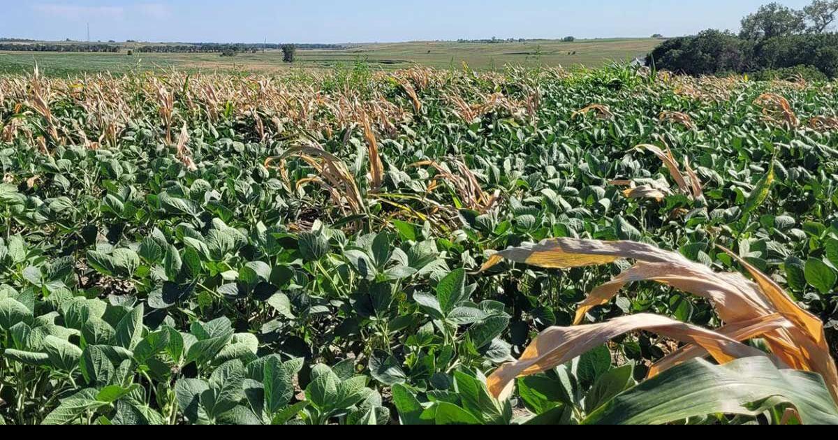 Stalk grazing to combat volunteer corn
