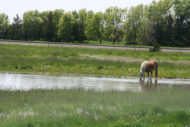 Horse in pasture
