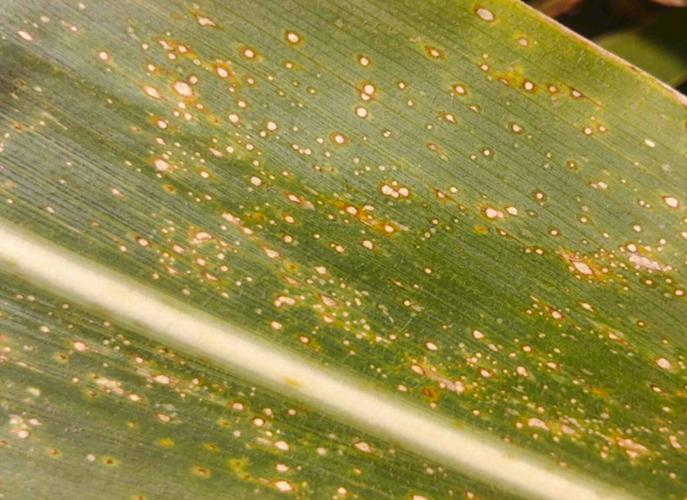 Curvularia leaf spot