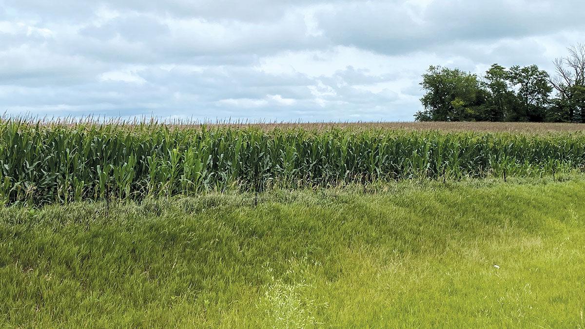 Iowa crop update July
