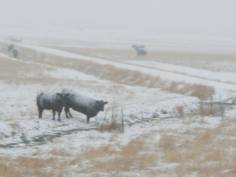 Farm Bill - snow cattle