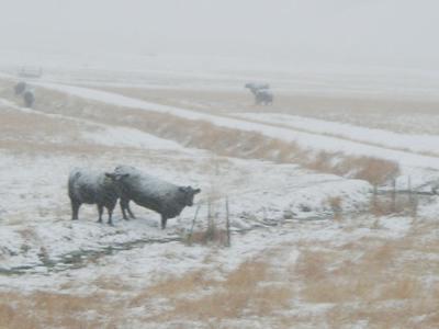 Farm Bill - snow cattle