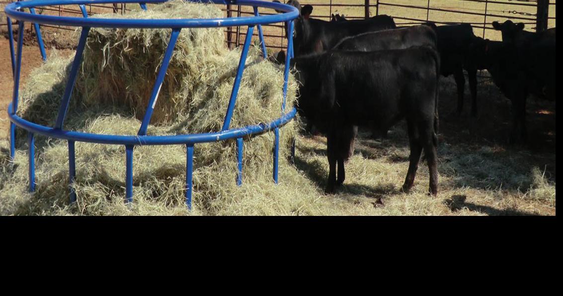 Low-cost hay displaces idea for feeding rice straw to cattle – Chico  Enterprise-Record