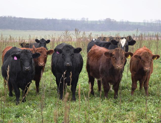 Cattle at Green Fire Farm