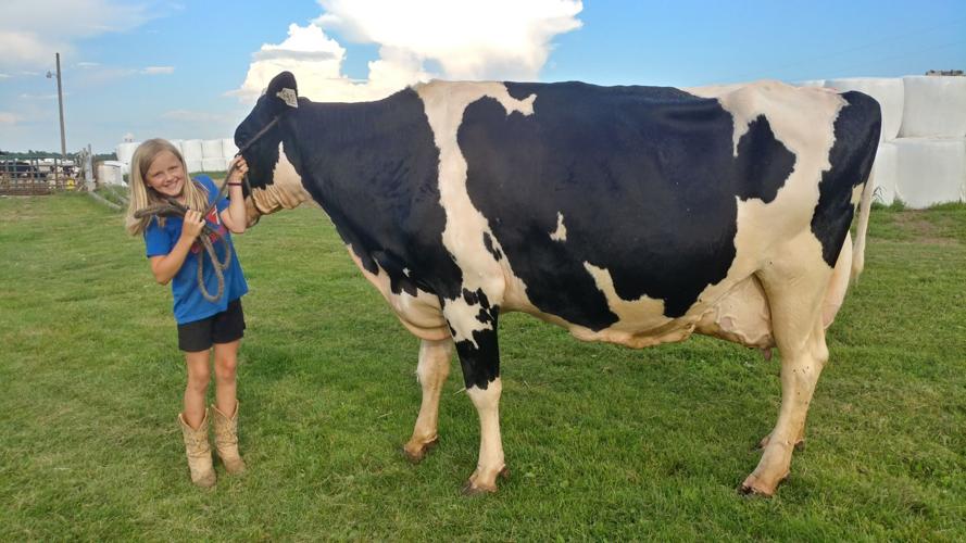 Neah Zimmermann and foundation cow