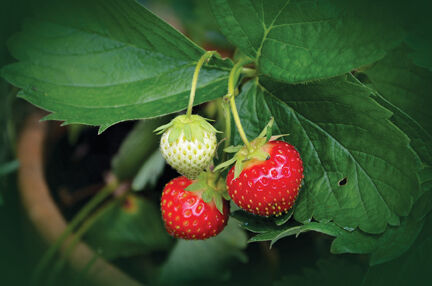 Strawberries stock photo