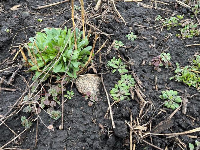 Winter Weeds