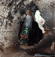 Experts urge awareness as New World screwworm spreads north