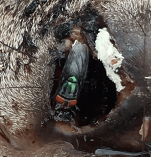 New World screwworm 1.png