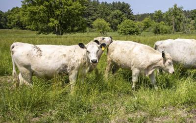 Cattle cows on pasture grazing