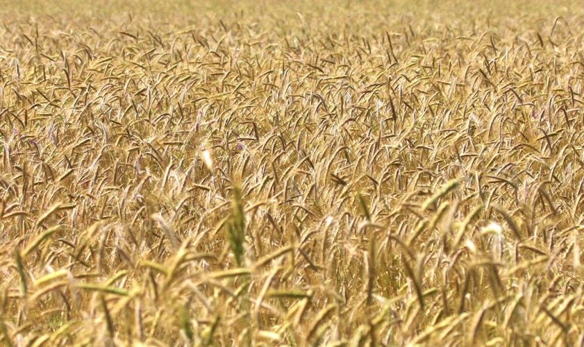 Small grains ripen in field