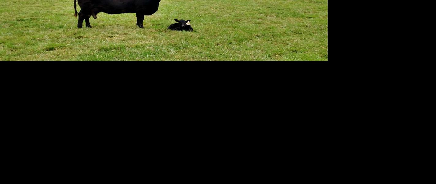 Beef cow-calf pair in field