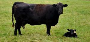 Future proof commercial herd