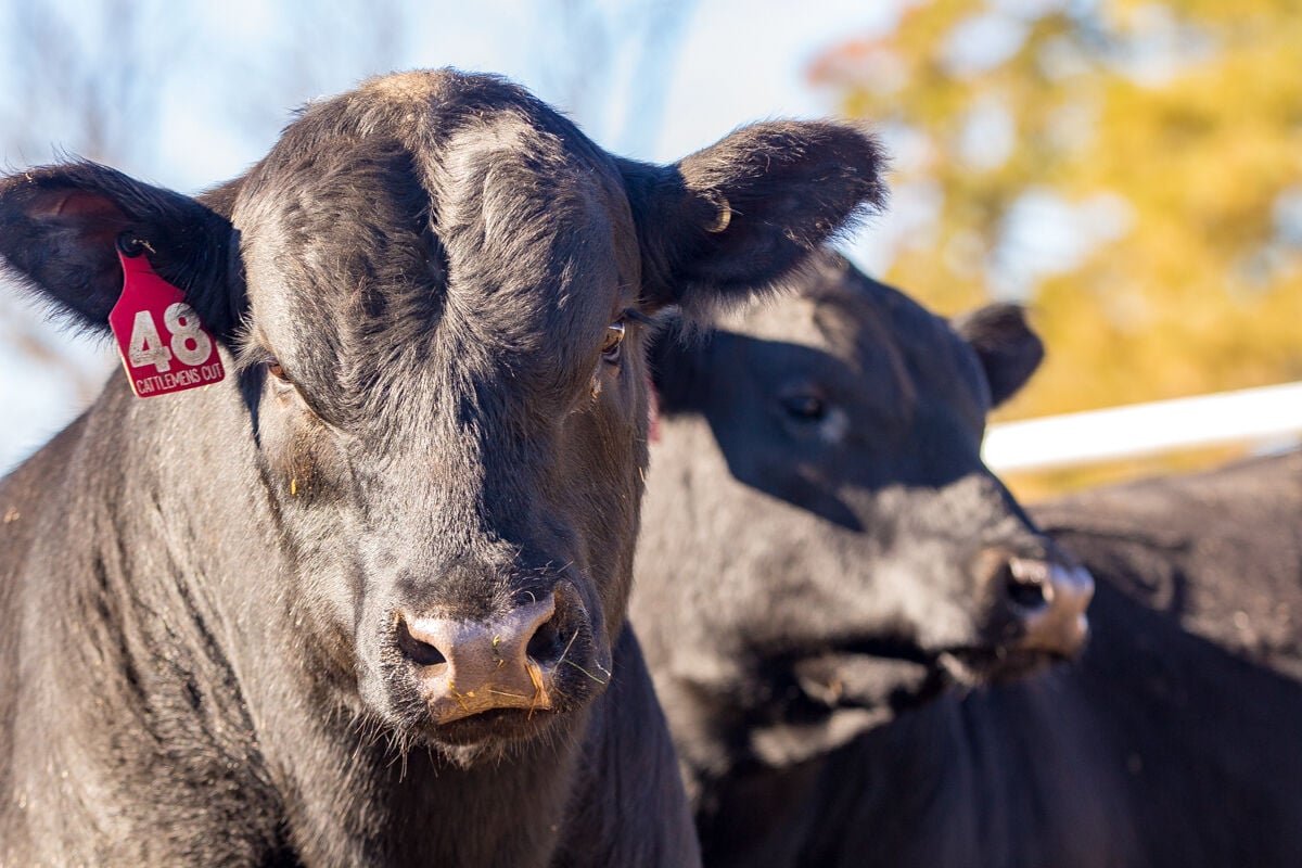 Sandhills Sunrise (5).jpeg