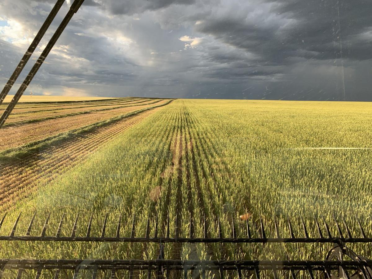 Lohr finishes cutting hay barley, prepares for harvest Producer