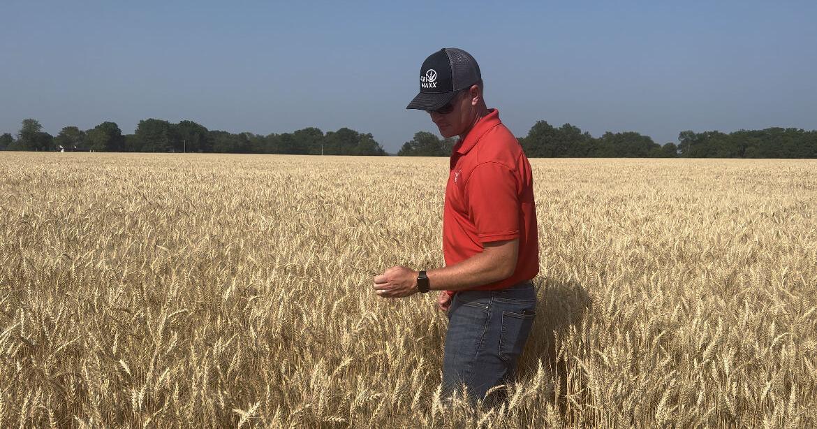 Bin-busting yields fuel interest in AgriMAXX wheat varieties - Vimarsana News