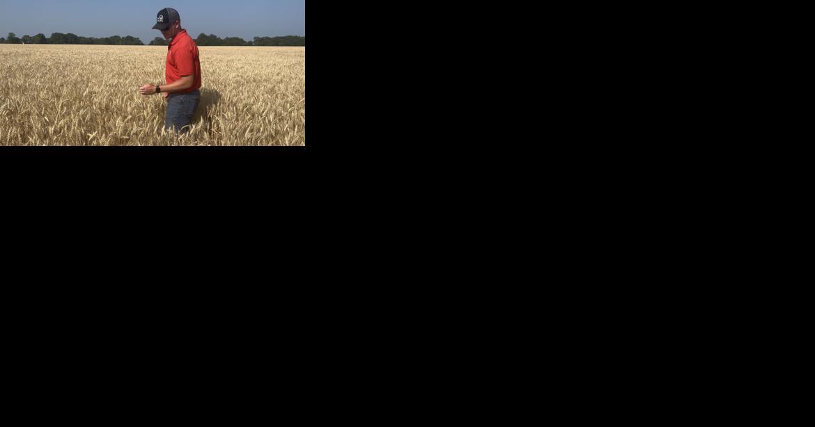 Bin-busting yields fuel interest in AgriMAXX wheat varieties - Vimarsana News