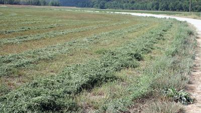 Hay windrows