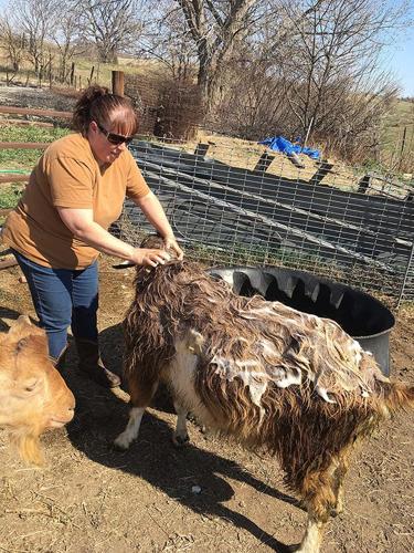 Wendy McKenzie owner Udderly Naked goat bath